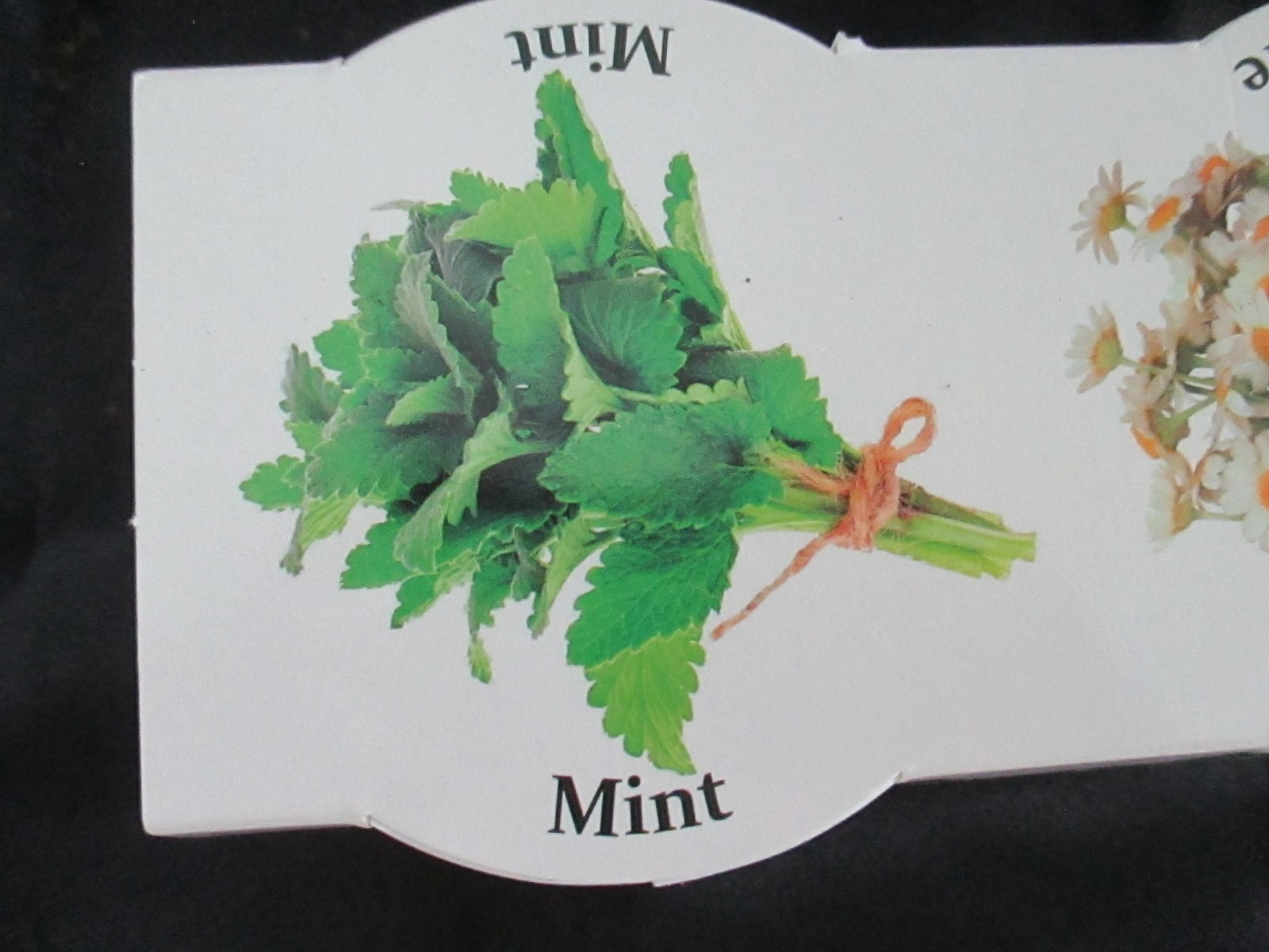 Herb Tea Kit Mint, Chamomile, Lemon Balm, Tray, Pots, Seed Packets Included NEW