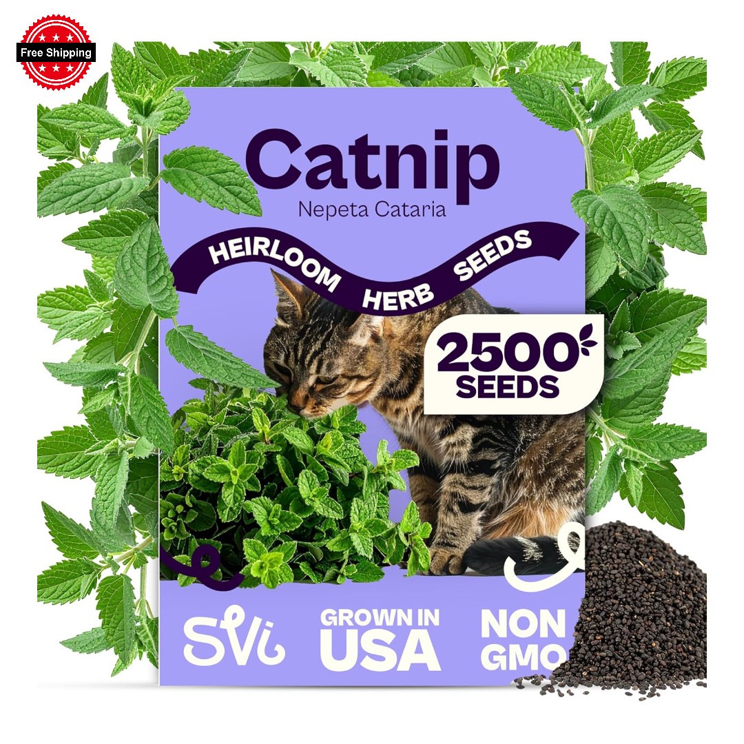 SVI 2500 Catnip Seeds Nepeta Cataria Catmint Herb Indoor Outdoor Free Shipping