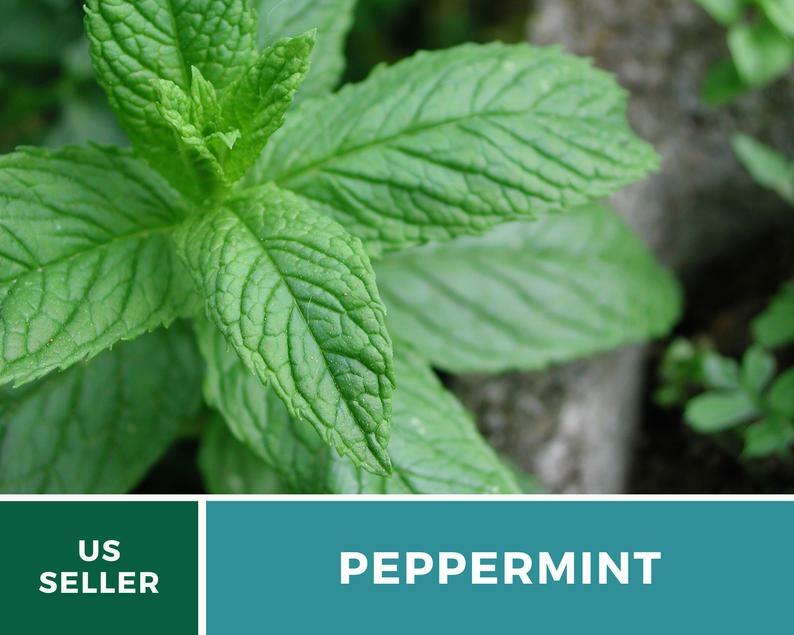 Peppermint – 100 Seeds – Medicinal & Culinary Herb – GMO Free (Mentha Piperita)