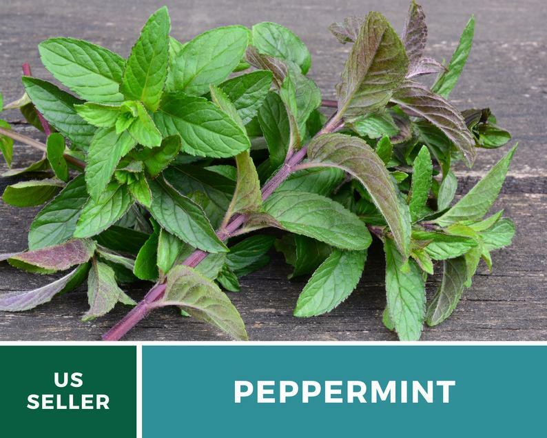 Peppermint – 100 Seeds – Medicinal & Culinary Herb – GMO Free (Mentha Piperita)