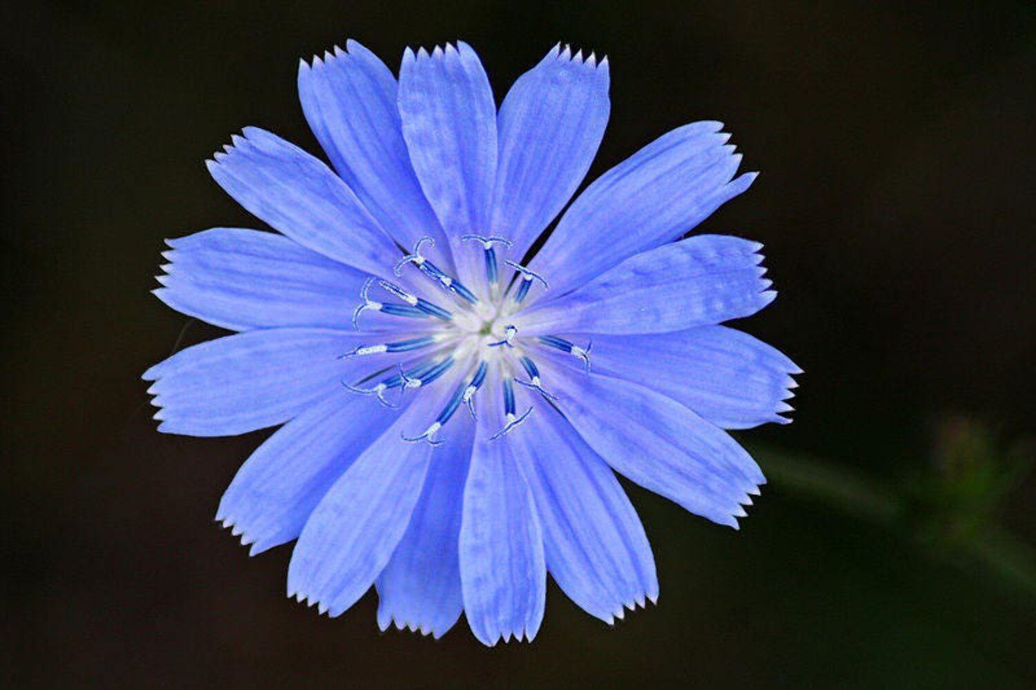 1000 CHICORY Blue Daisy Coffeeweed Succory Cicorium Intybus Flower Herb Seeds