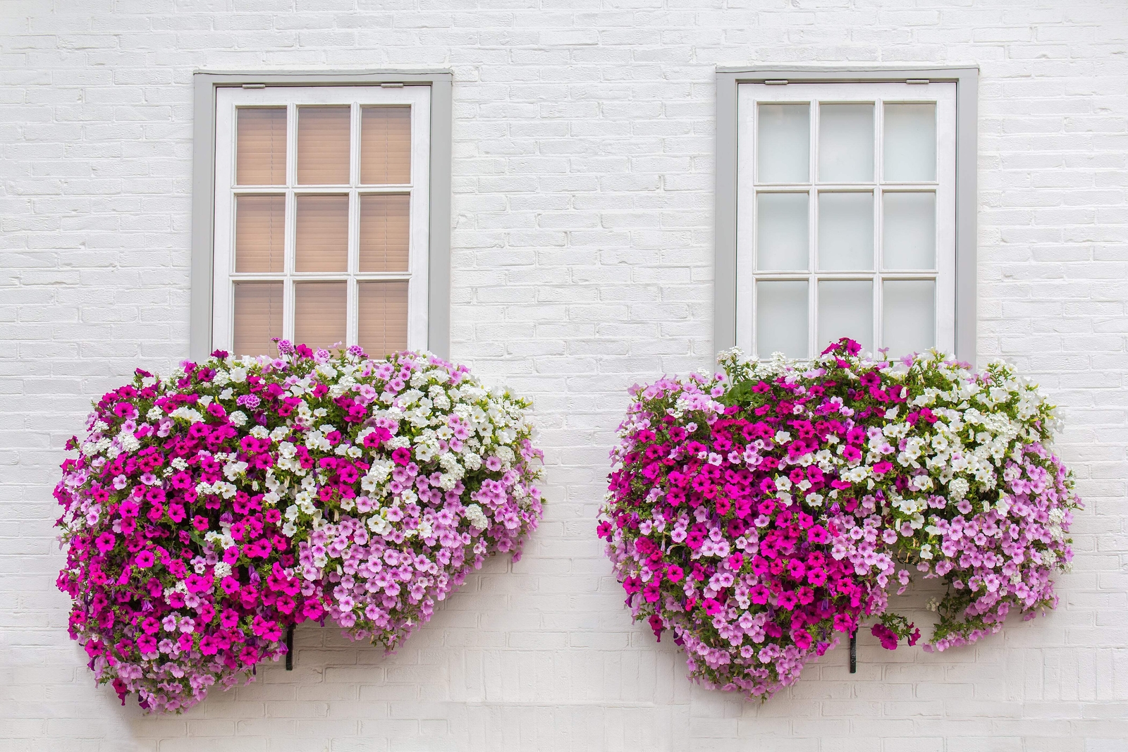 250 MIXED COLORS PETUNIA Red Pink White Purple ++ Flower Seeds *Flat S/H