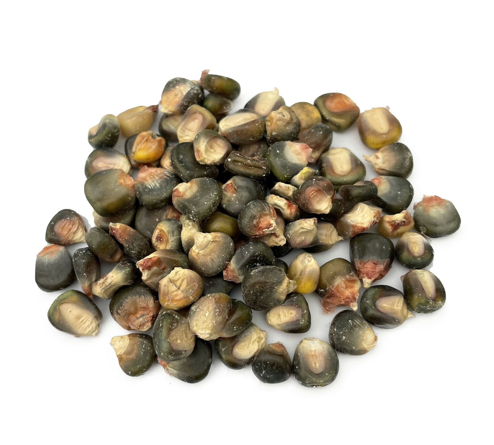 Oaxacan Green Dent Ornamental Corn Seeds | Blue Gold Glass Gem Popcorn Seed 2024