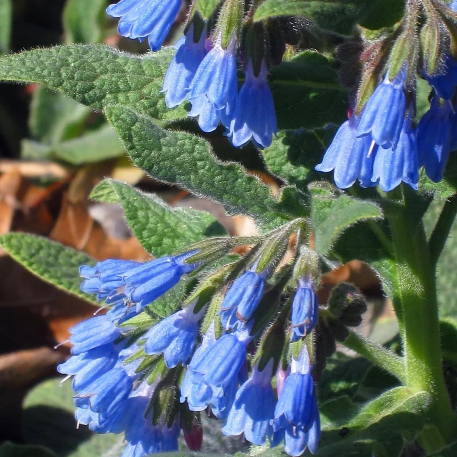 80 Symphytum Officinale Comfrey Seeds – Non-Gmo Heirloom Fresh Garden Seeds