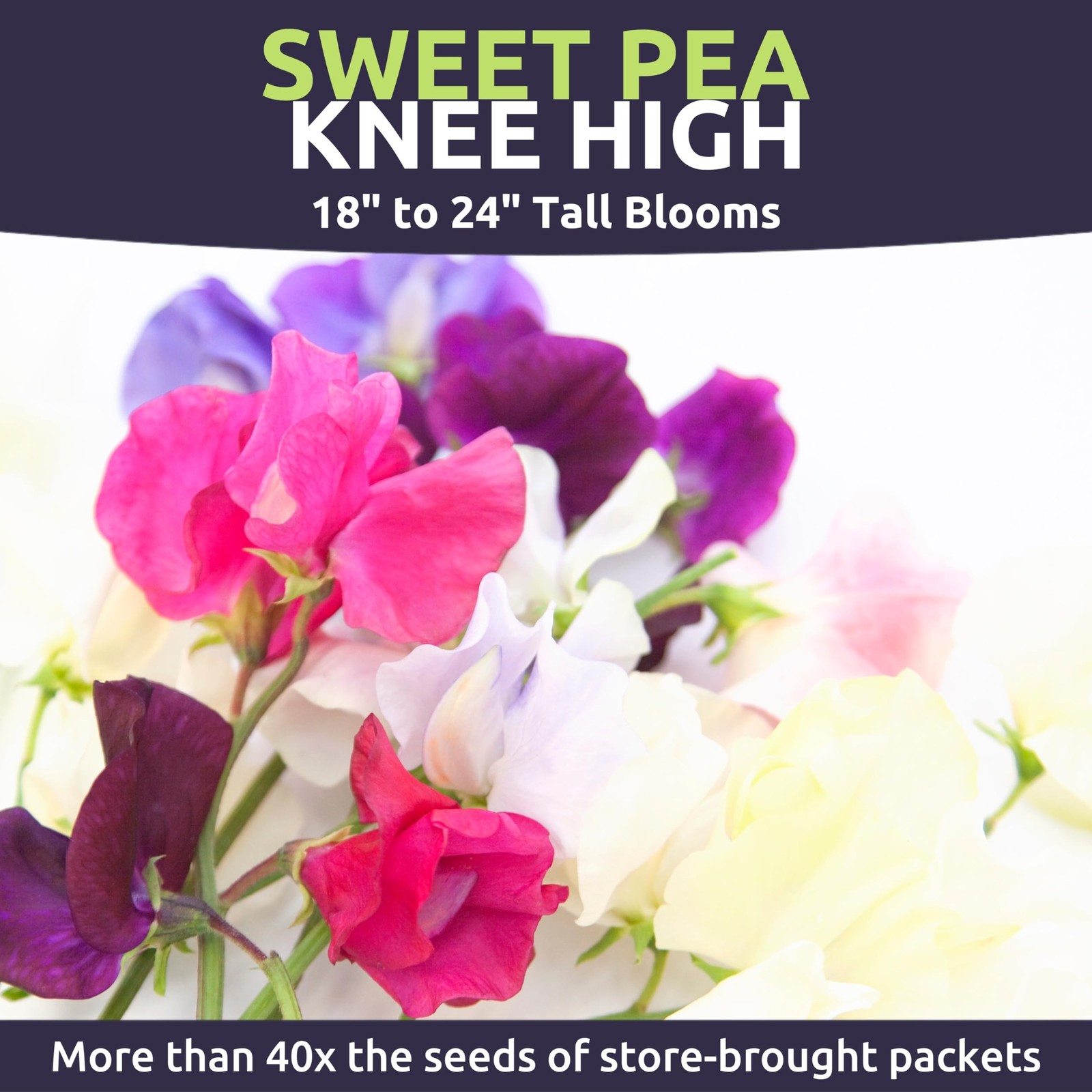 Sweet Pea Knee High 1/2 Ounce Packet 150 Flower Seeds Lathyrus Odoratus