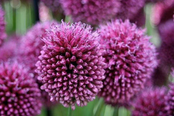 Allium sphaerocephalon | Round-headed leek or garlic | Ball-head Onion | 10 Seed
