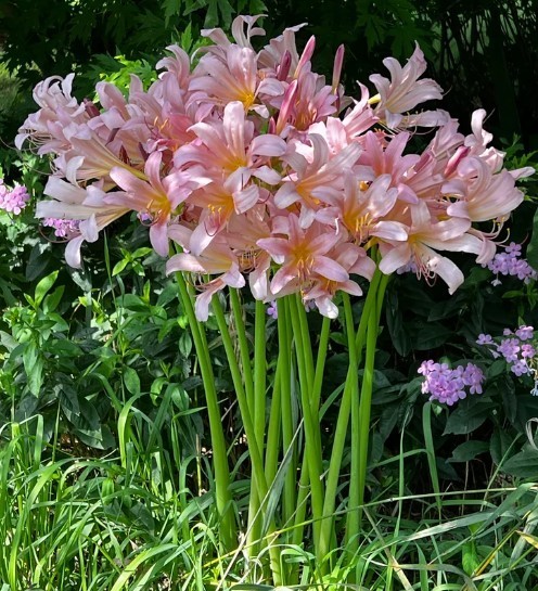 💗 Naked Ladies Pink – Lot of 5 Lycoris squamigera Surprise / Resurrection Lily