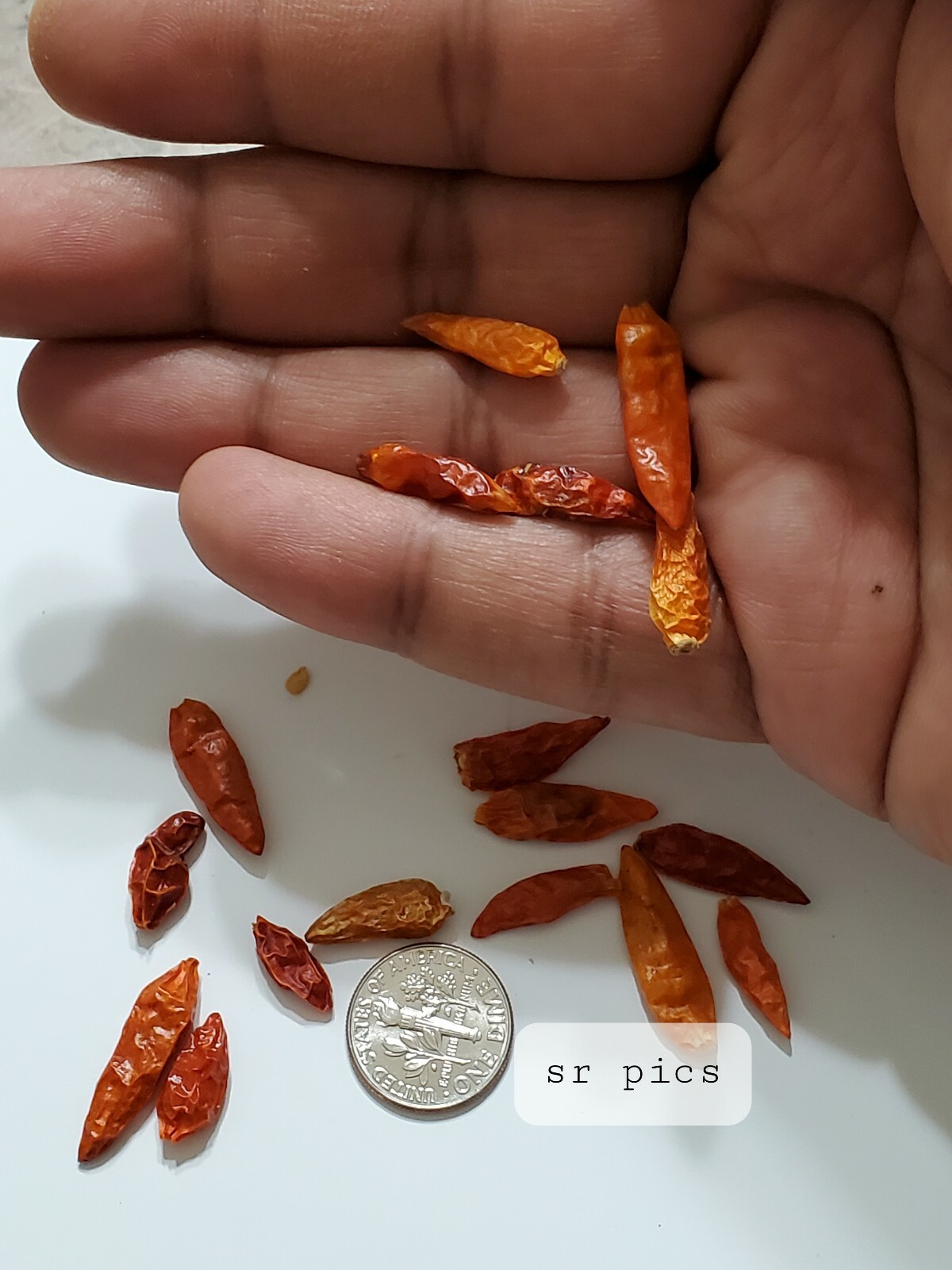 Kanthari / BirdsEye Chilli pepper HEIRLOOM 50+ seeds 100% Organic Grown in USA