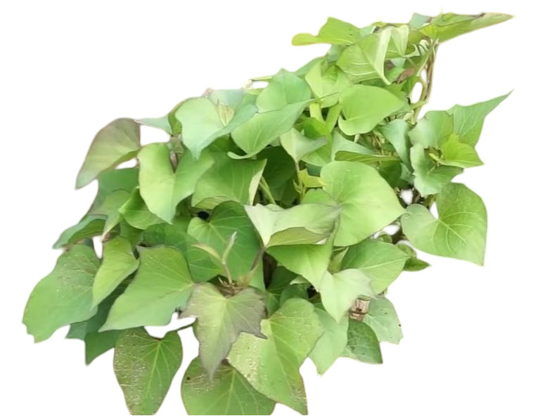 10 Hawaiian Purple Sweet Potato Slips – 10 Live Cuttings Slips Ready to Plant