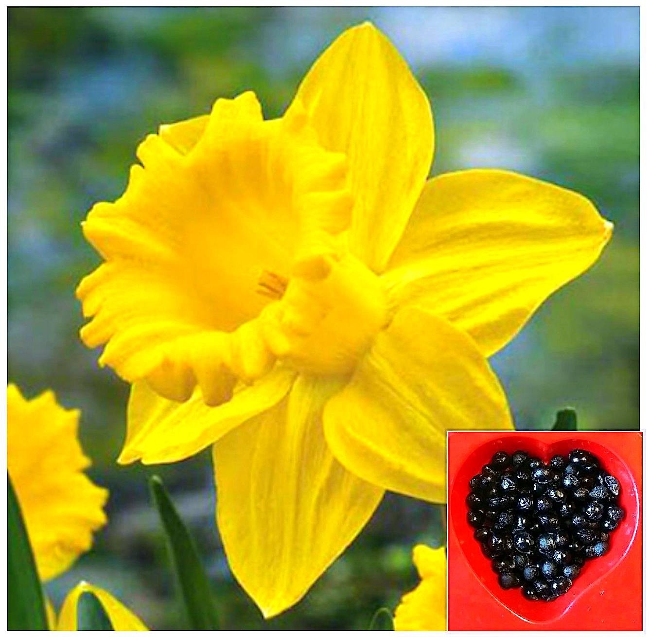 25+ Rare King Alfred Daffodil Stratified Seeds