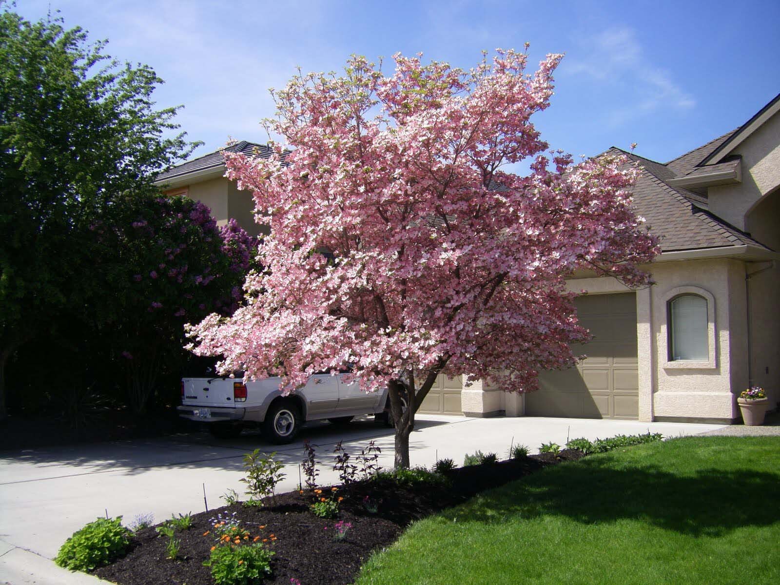 Red Flowering Dogwood, Cornus florida rubra, Tree Seeds (Showy Flowers, Hardy)