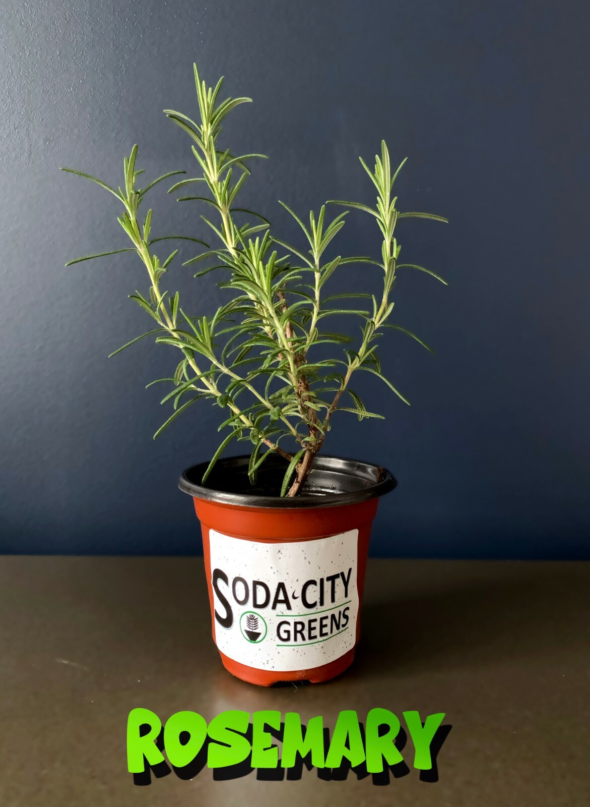 Rosemary Herb Perennial Seeds 10+