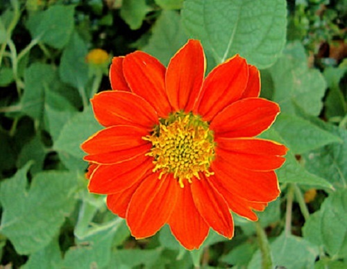 50 Sunflower Seeds Tithonia Speciosa Red Mexican Sunflower