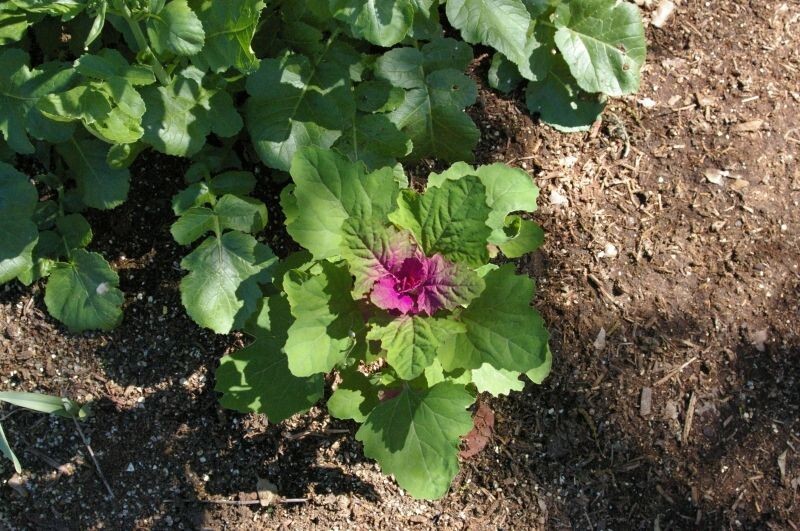 Lambsquarters Magenta Spreen , ~500 Seeds,Organic NonGmo grows 10ft tall