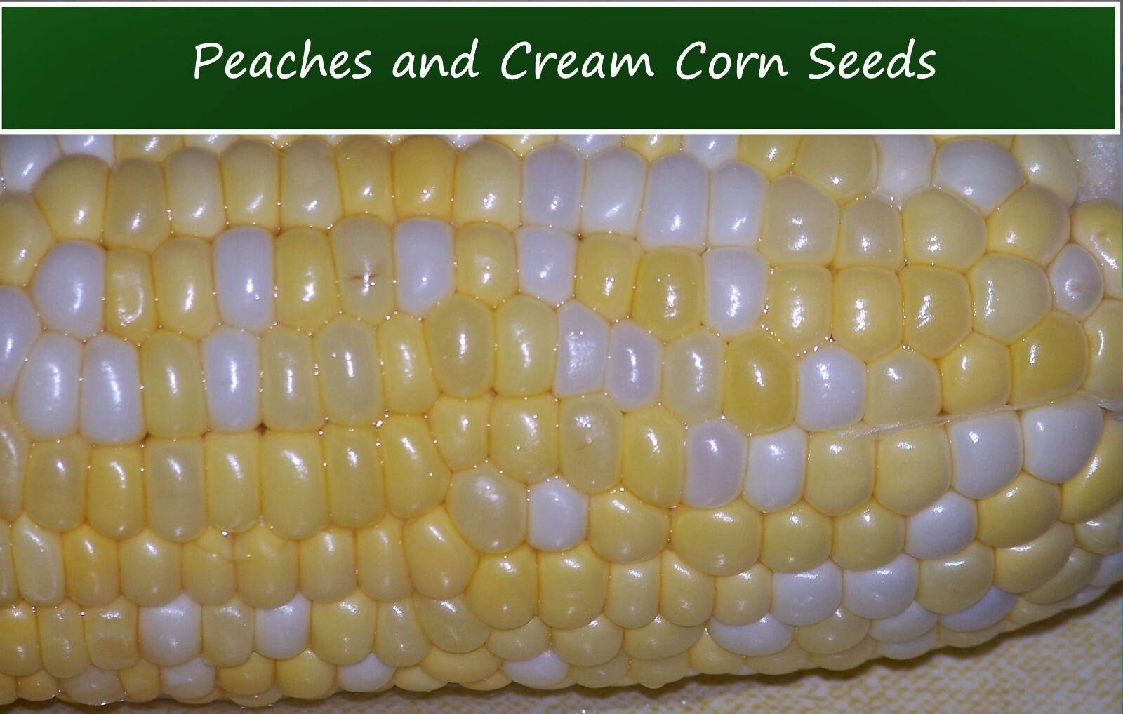 Vegetable Seeds -Peaches and Cream Sweet Corn-50 Seeds