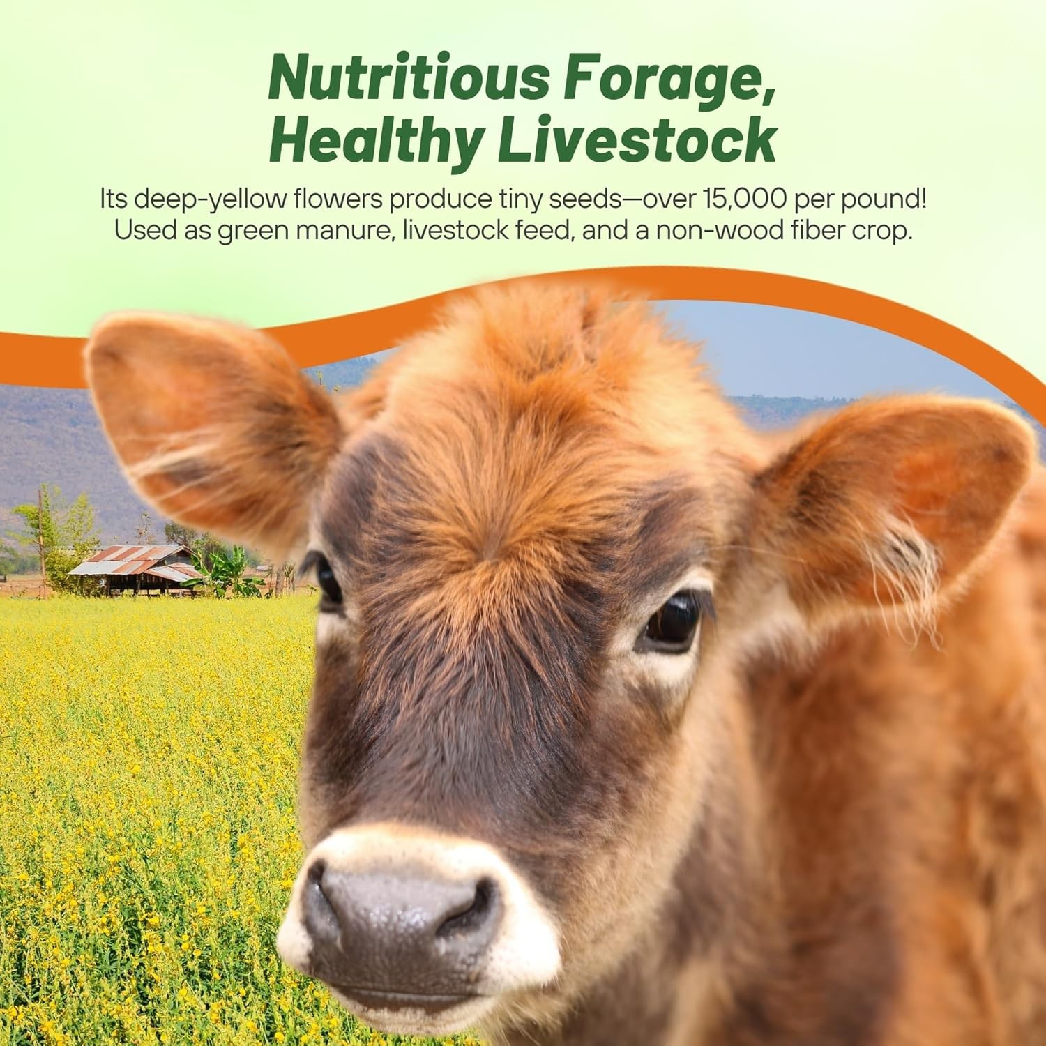 10 LBS Annual Sunn Hemp Pasture, Forage, and Cover Crop Seed