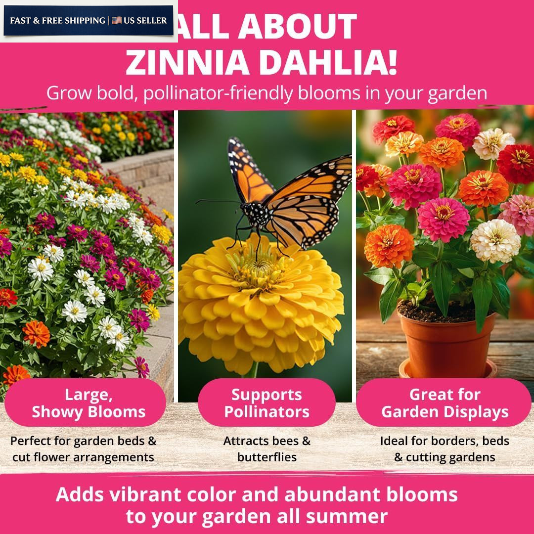HOME GROWN Zinnia Dahlia Seeds Pack for 2026 Non GMO 524 Flower 1-Pack, Multi