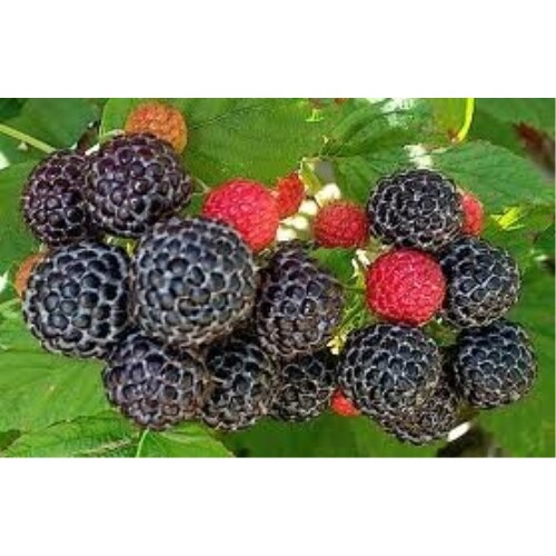 Raspberry Great Garden Fruit Bush (Rubus Occidentalis) By Seed Kingdom 15 Seeds
