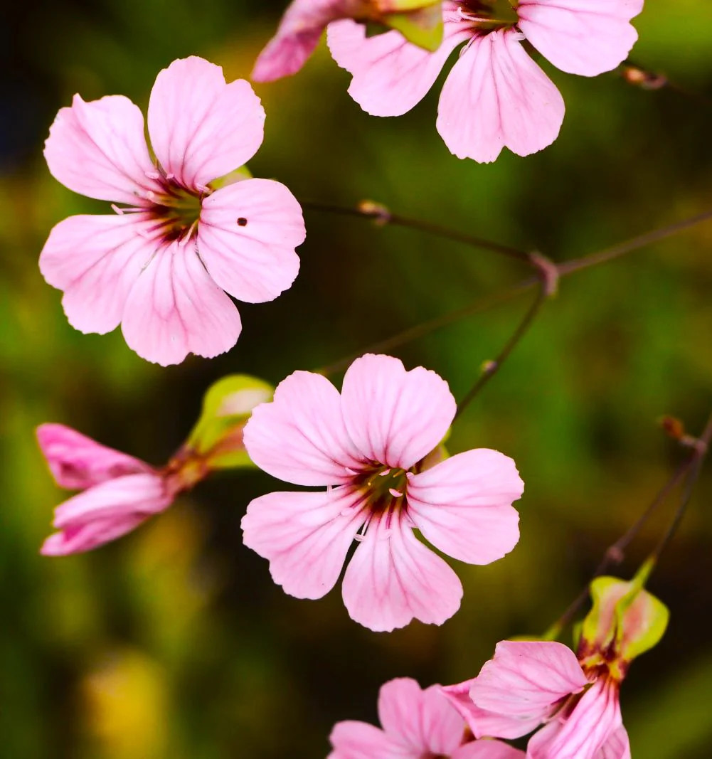 Pink Beauty Soapwort Seeds – For 2025 Planting Saponaria Soap Plant Rose Ground