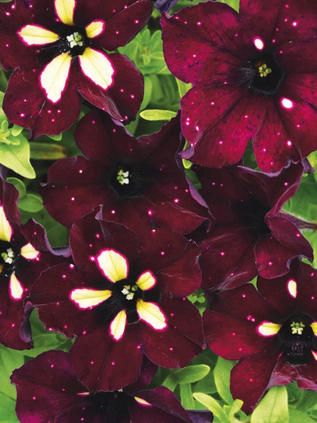 20 purple petunia star flower seeds for spring summer fall fast growing