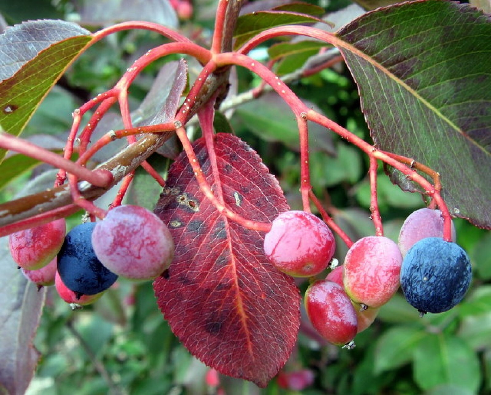 Organic Black Haw berry seed {Viburnum prunifolium}20 seeds Free U.S. Shipping!