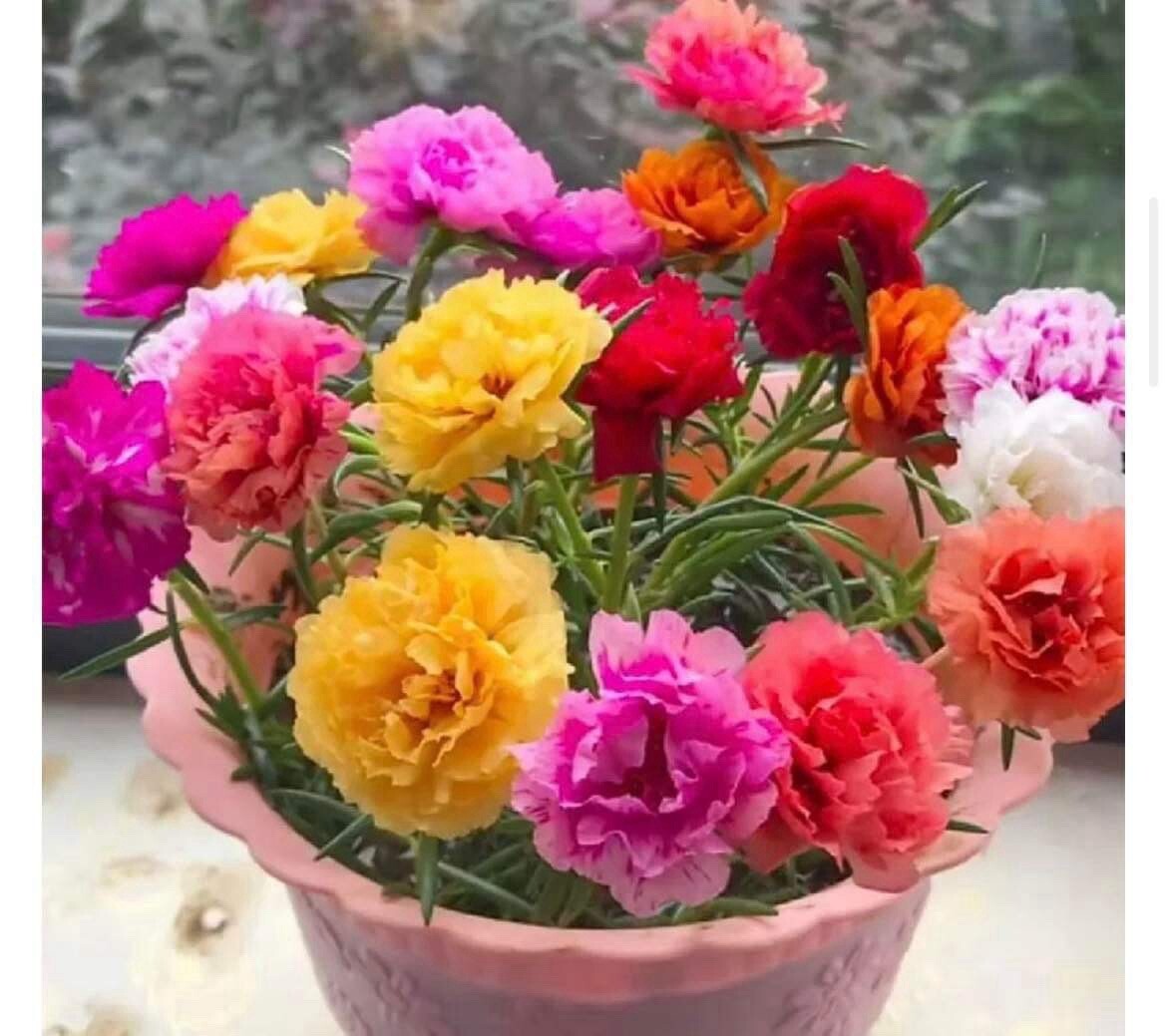 6 VARIETY SEEDS.MOSS ROSE ,BLACKEYED SUSAN, COCKSCOMB, COLEUS,FOXGLOVE,S WILLIAM