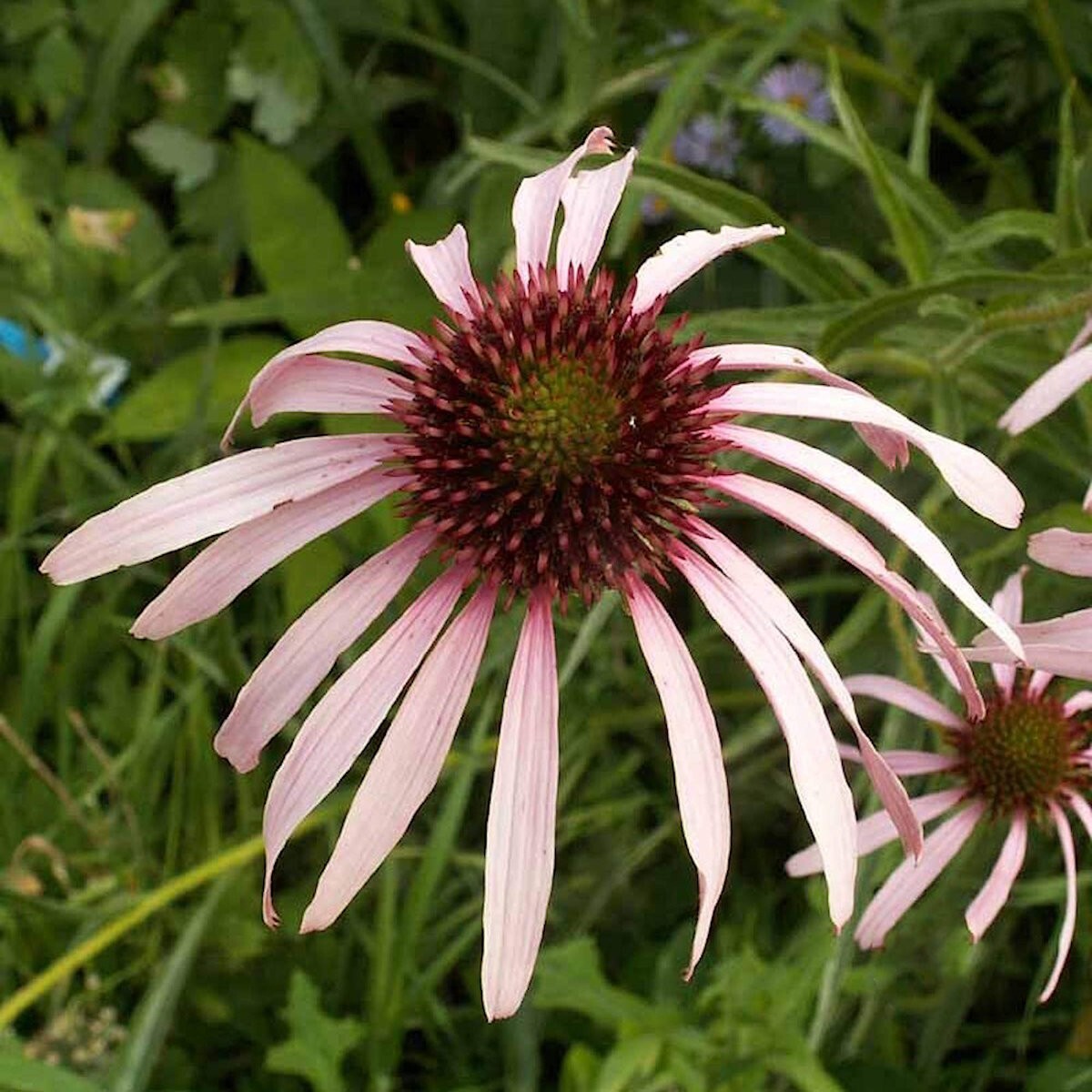 300 Pale Purple Coneflower Wildflower Seeds – Everwilde Farms Mylar Seed Packet