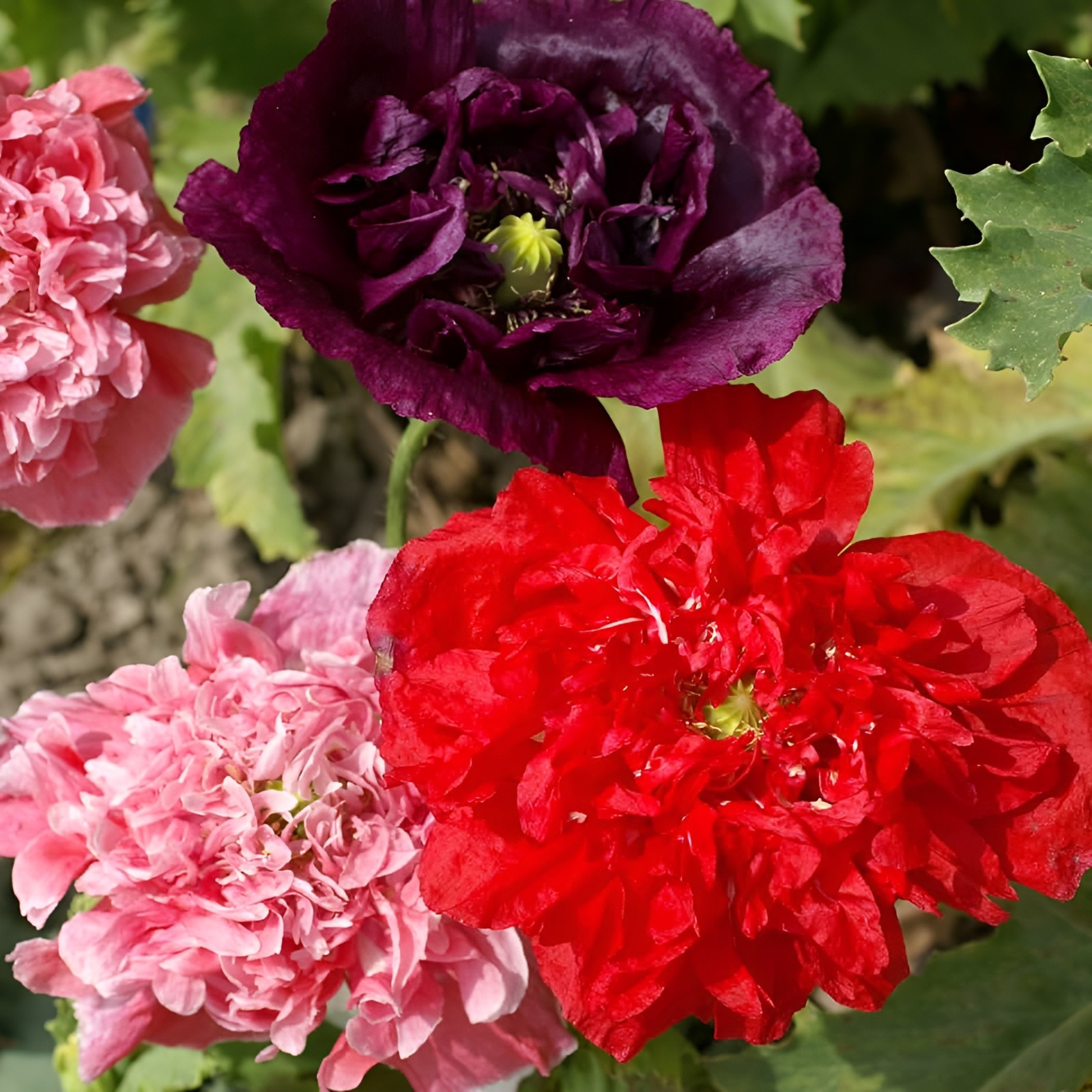 1,000 Double Mixed – Double Peony Poppy Seeds – Multi Color Classic Breadseed