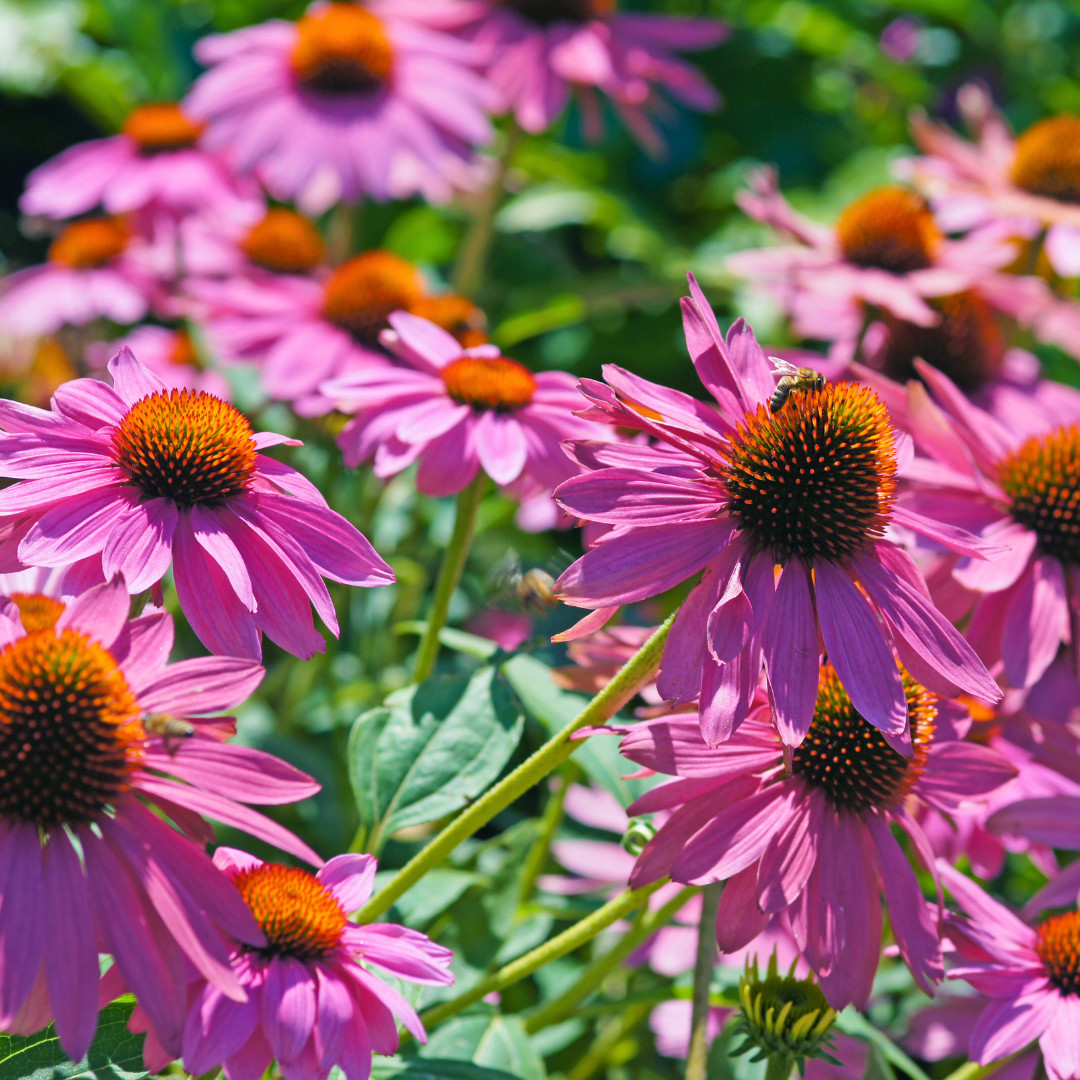 Fresh Echinacea Seeds | Purple Coneflower | Heirloom Non-GMO | Flower Seeds