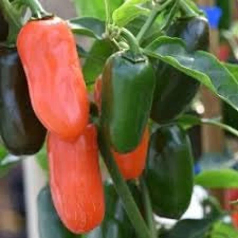 Numex Pumpkin Spice New Mexico Chile Pepper Premium Seed Packet