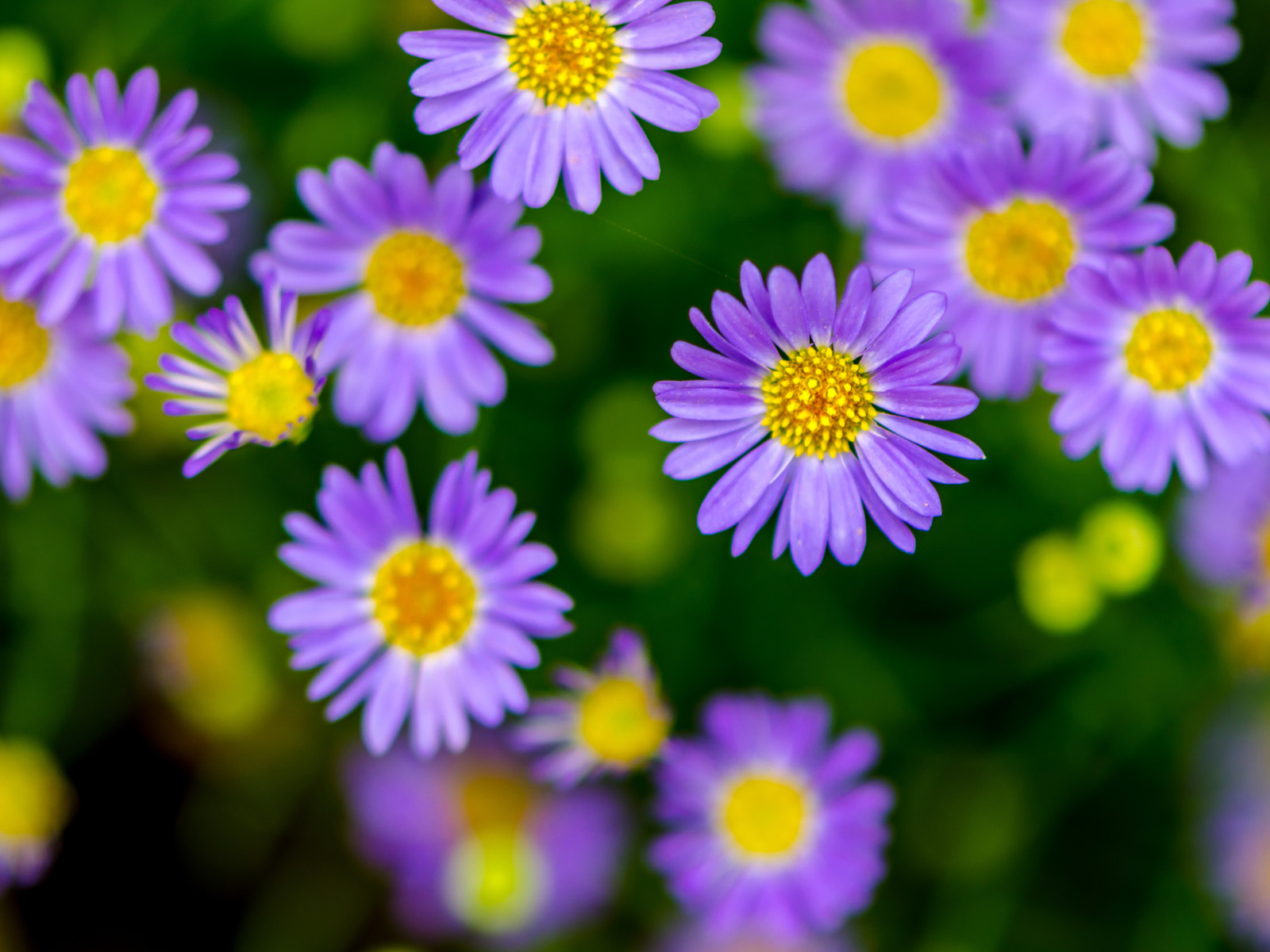 100 Seeds| Swan River Daisy Mix Seeds #N014