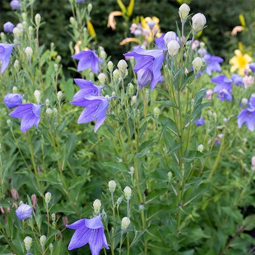 60 seeds| Blue Balloon Flower (Platycodon grandiflorus) Herb seeds #6005