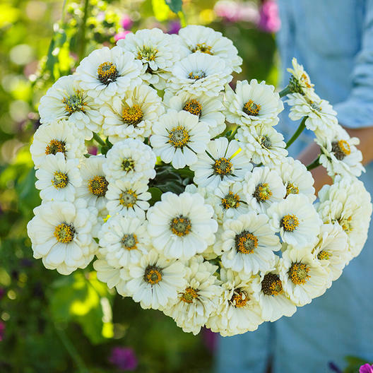 Zinnia LEMON MERINGUE Mix Flowers Pollinators Butterflies Love Non-GMO 100 Seeds