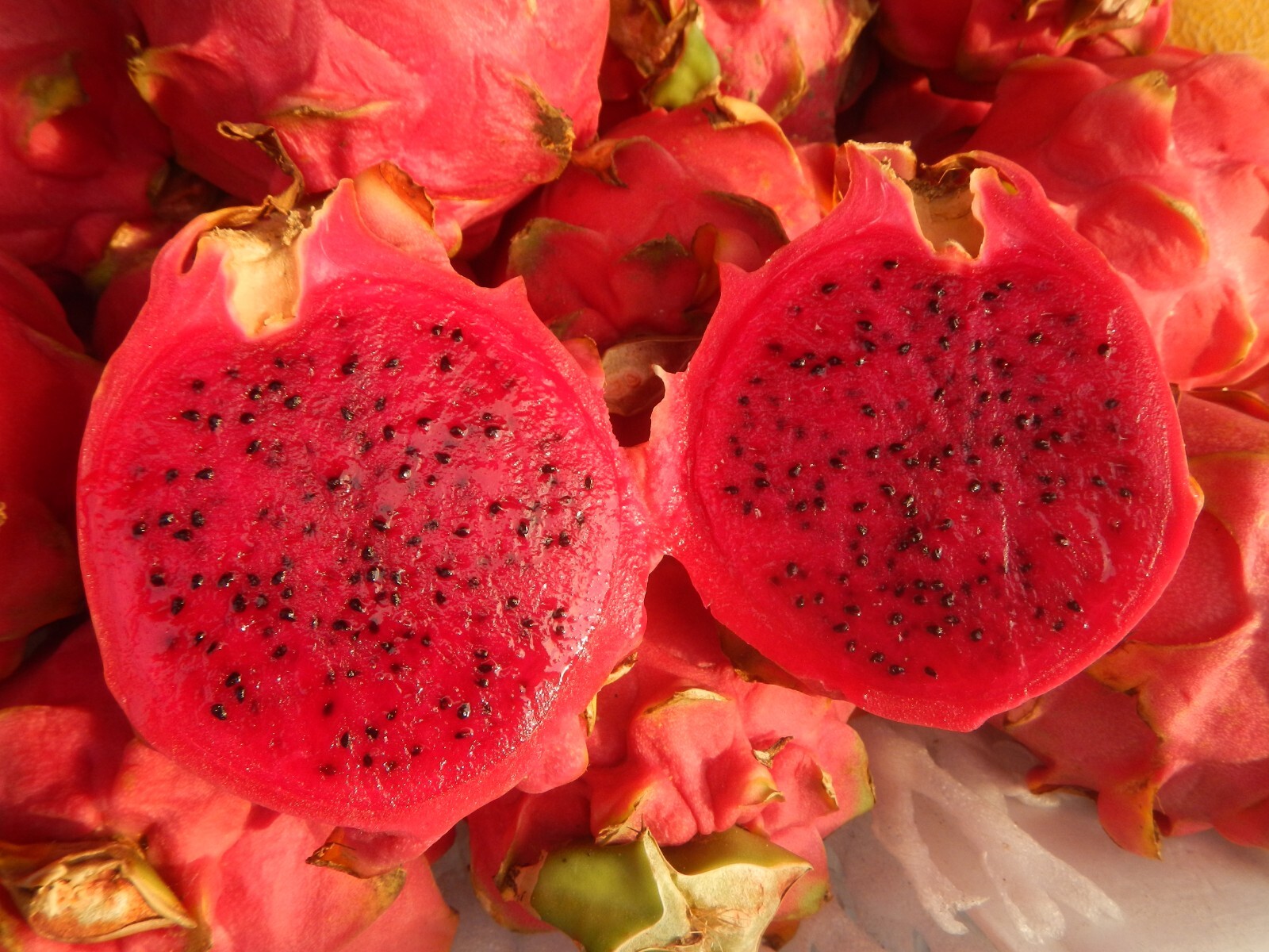 Hylocereus undatus 25 Seeds (Red Fruit) – Dragon Fruit