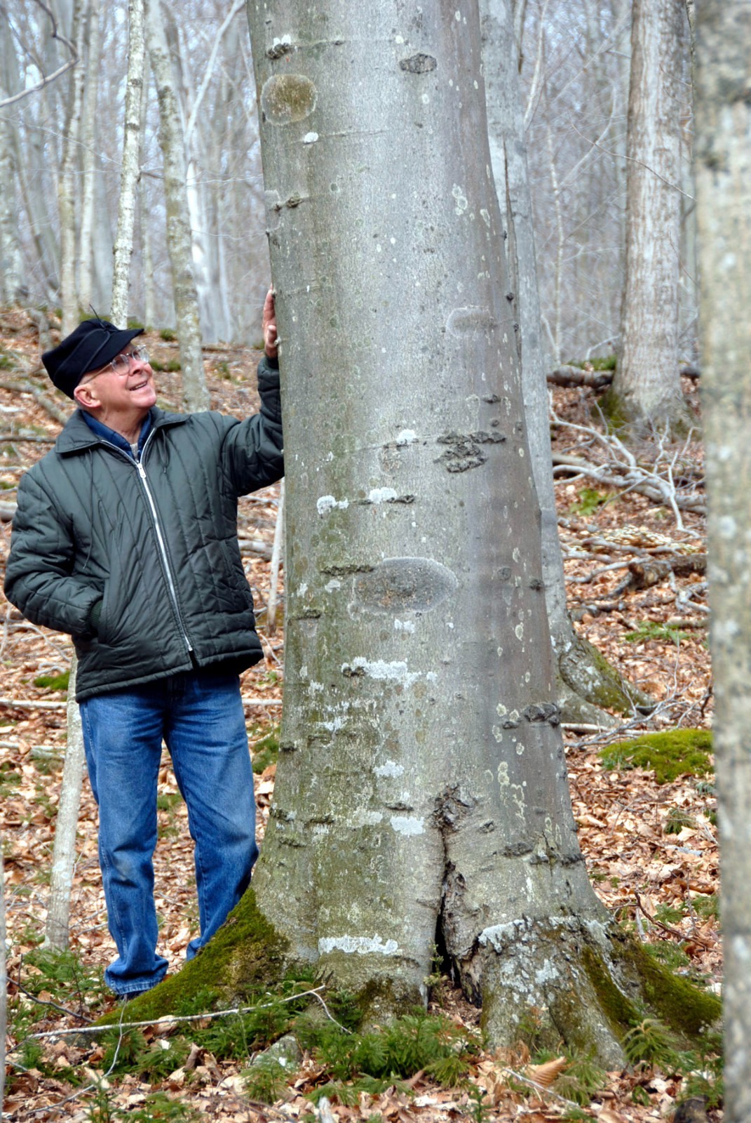 100 American Beech Tree Seeds (Fagus grandifolia) Hardy Zones 3-9 Fresh Nov. 25