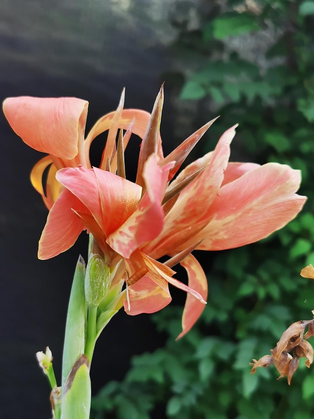 15+ Canna Lily Seeds Mix Colors Flowers Garden Plant Planting