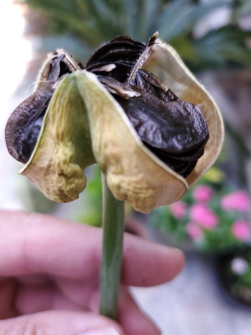 12+ Red St Joseph Heirloom Amaryllis Seeds collected May 2024 with Instructions