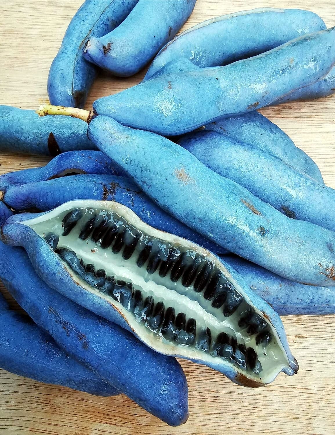 BLUE SAUSAGE FRUIT TREE SEEDS Edible & Ornamental Shrub Decaisnea fargesii Hardy