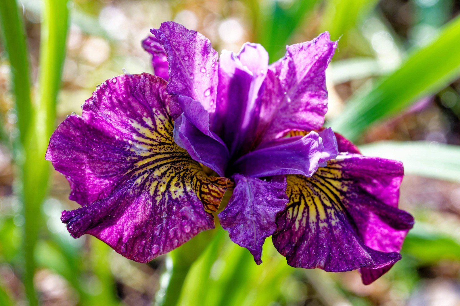 20 MIXED SIBERIAN IRIS Sibirica Iris Bicolor Blue Red White Purple Flower Seeds