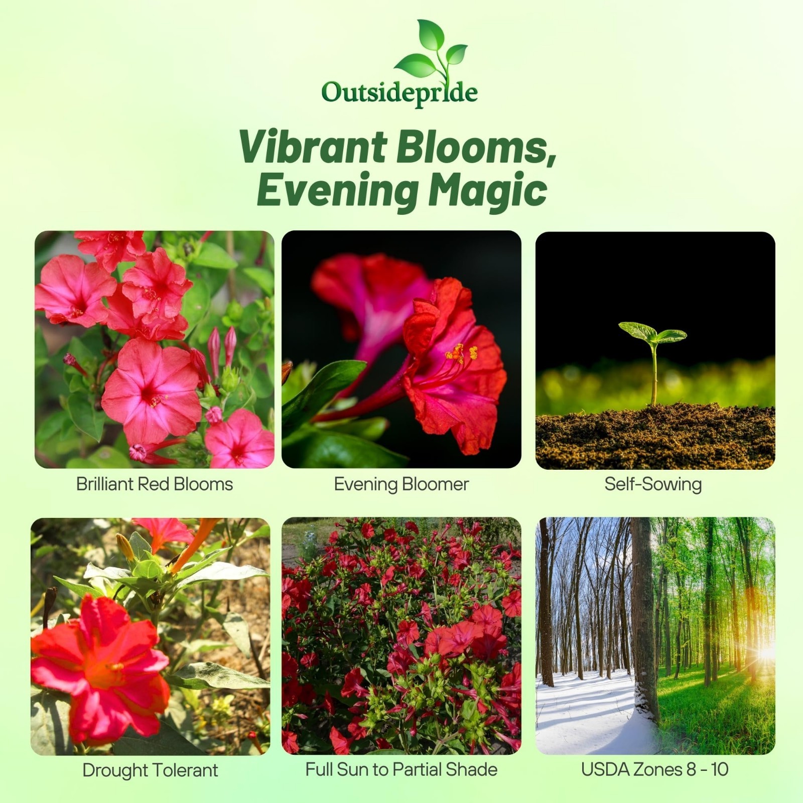 Red Four O’clock Flower Seeds – 1/4 lb Perennial, Fragrant Trumpet Blooms, Deer-