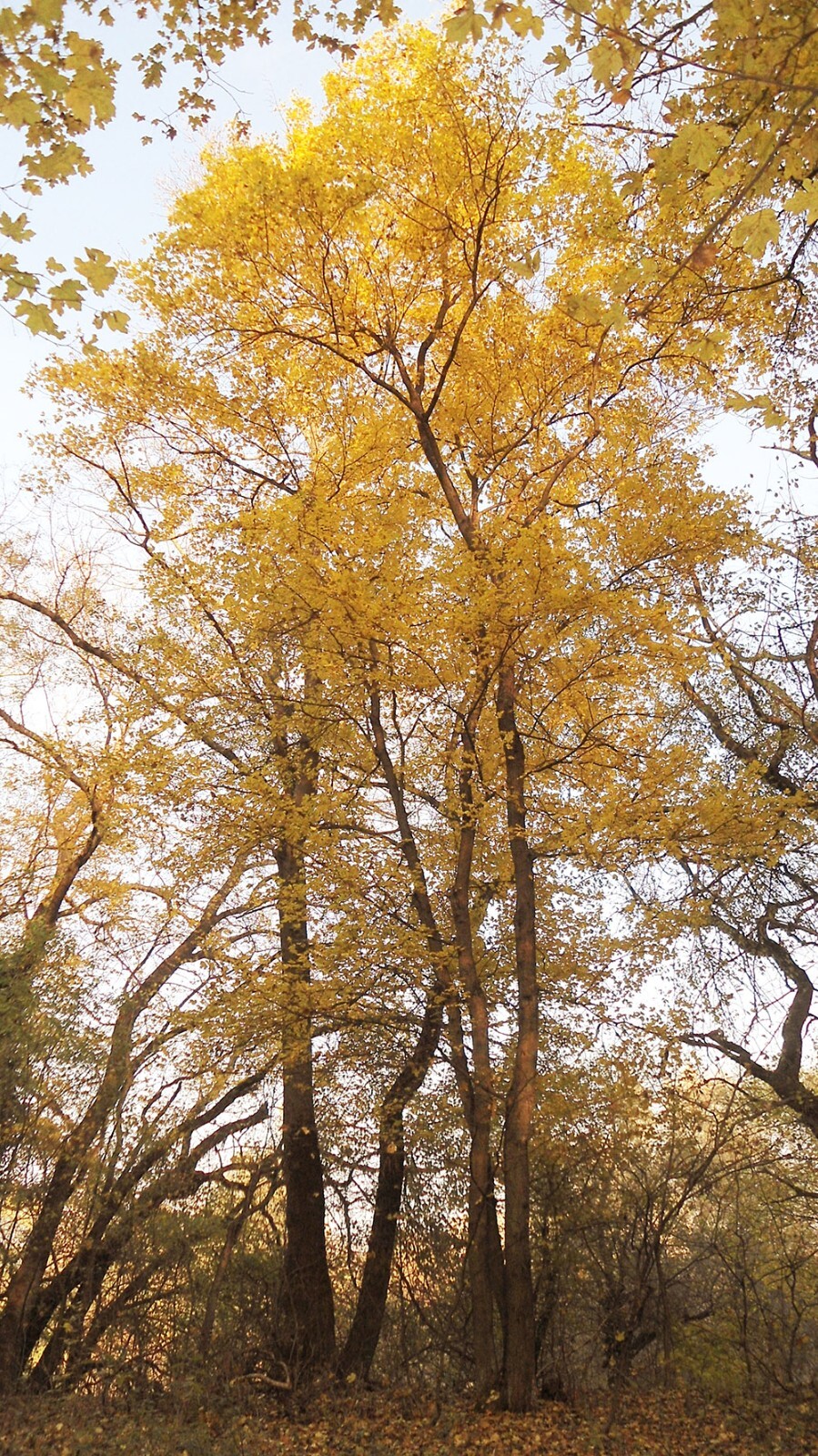 Field Maple Tree | Premium Seeds | Acer campestre ‘Fall’ | Plants’®