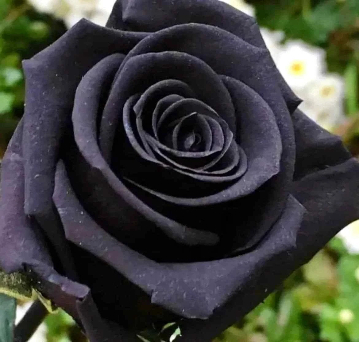 Black Magic Rose Seeds- 50 or 100 Seeds.USA Seller- Free Shipping