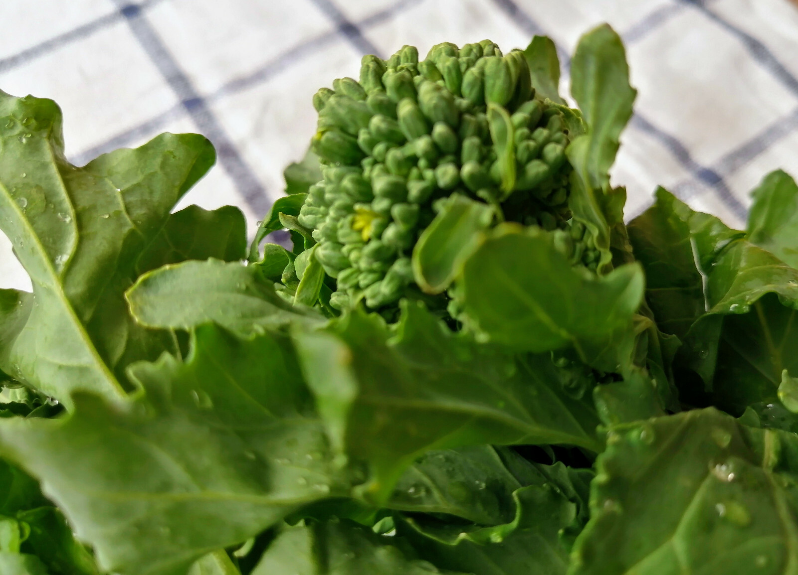 500 Quarantina Broccoli Raab, Broccoli Rabe, Rapini, Cime di rapa (Italy) Seeds