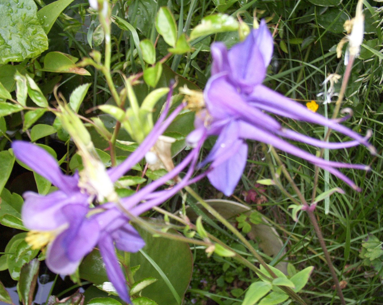 COLUMBINE MIX, 202+ SEEDS, ALL KINDS AND COLORS, AQUILEGIA, easy to grow, USA