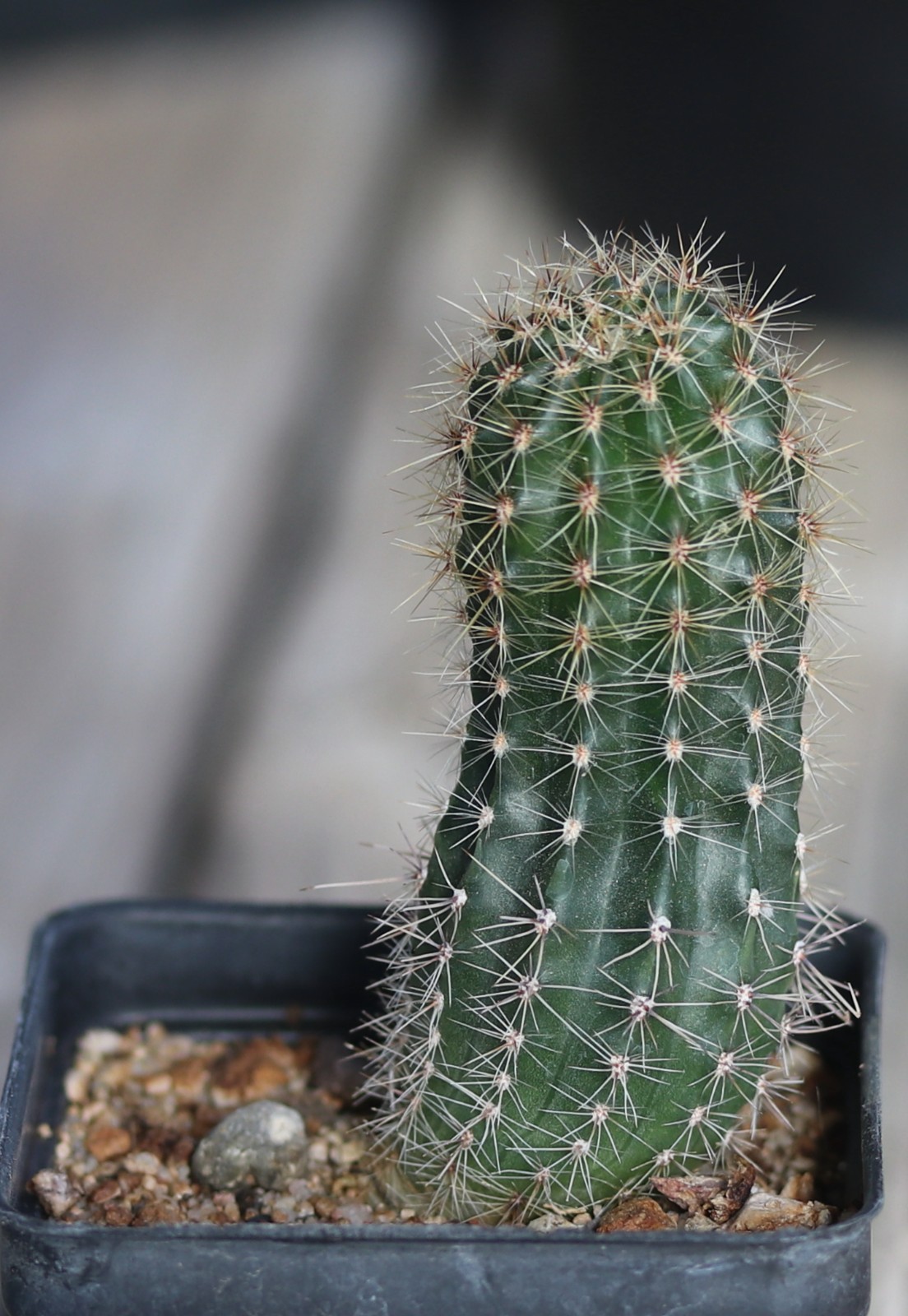 Echinopsis hybrid ‘Supernova’