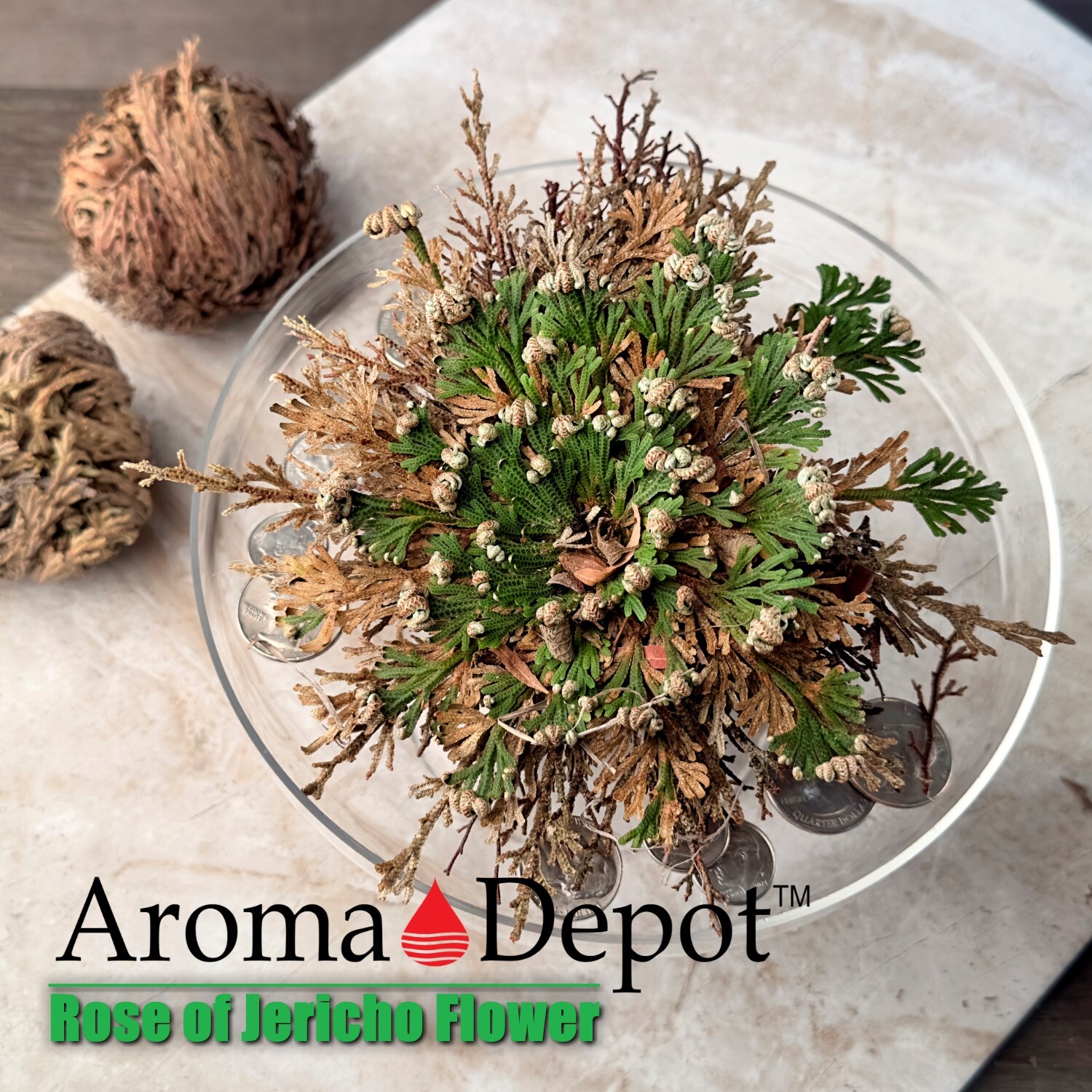 Rose of Jericho Flower Resurrection Rose Flor de Peña Selaginella Lepidoph Plant