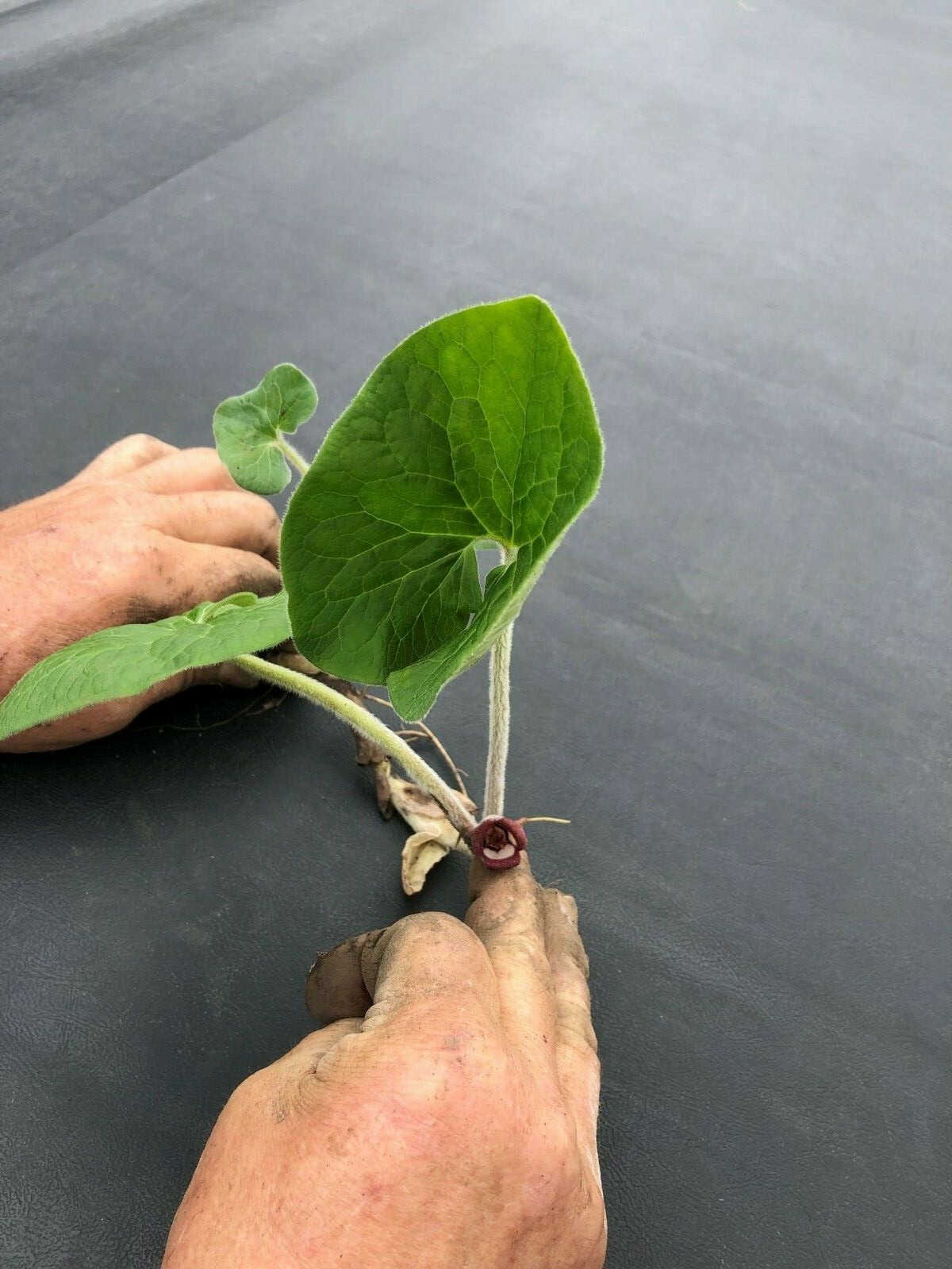 20 Wild Ginger Live Bare Root Rhizomes Perennial Ground Cover Flower