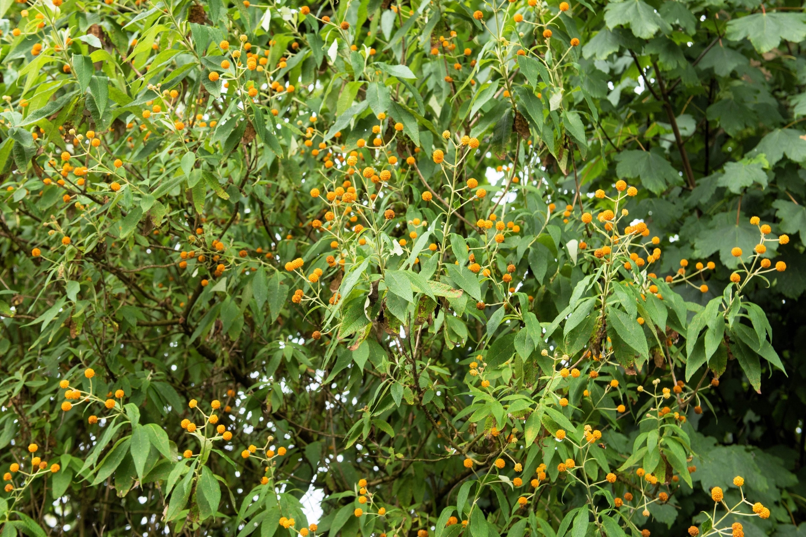 10 ORANGE BALL TREE / GOLDEN BUTTERFLY BUSH Buddleja Globosa Shrub Flower Seeds