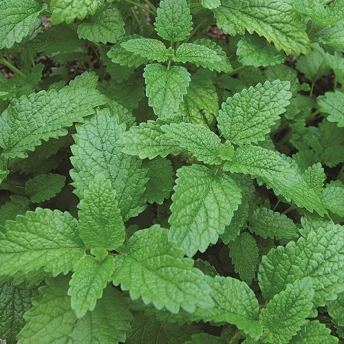 Lemon Balm Seeds | Heirloom / Non-GMO | Free Shipping | Seed Store | 1151