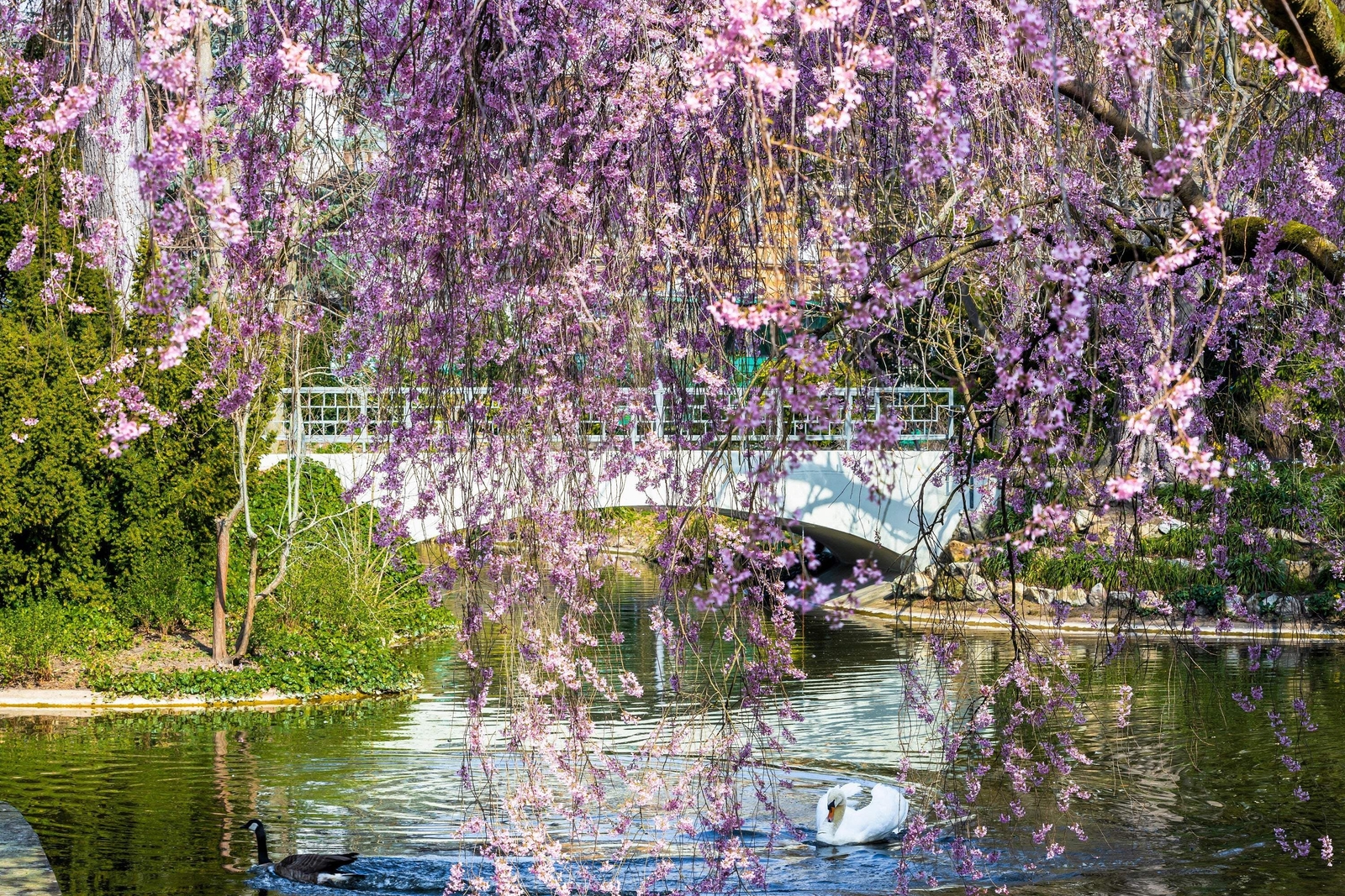 10 WEEPING HIGAN CHERRY Tree Japanese Prunus Subhirtella Pendula PinkFlower Seed